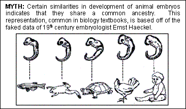 Evolution Myths Faked data Ernst Haeckel